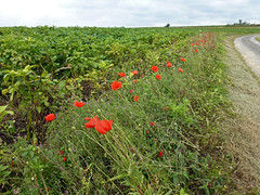 Poppies on the way to Louvencourt