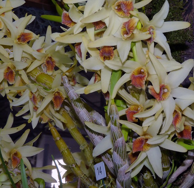 photographed  at the 2012 pacific orchid exposition, Dendrobium heterocarpum species orchid