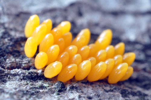 Eggs of Coccinella septempunctata