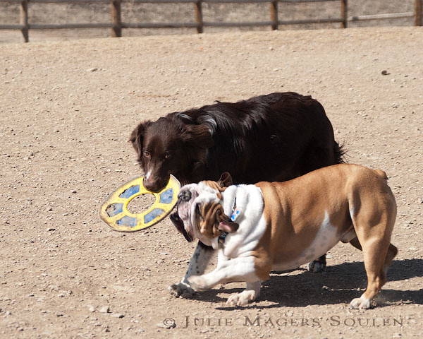 Bulldog and brown dog play tug of war with toy