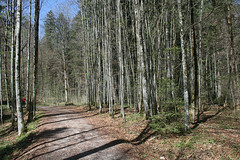 Waldweg in Richtung Dianatempel