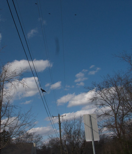 Power Line with A Crow