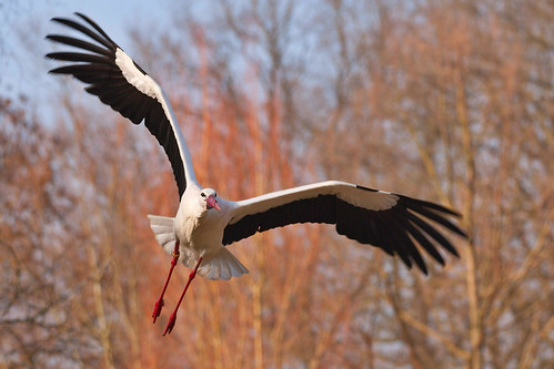 Flying Stork is landing