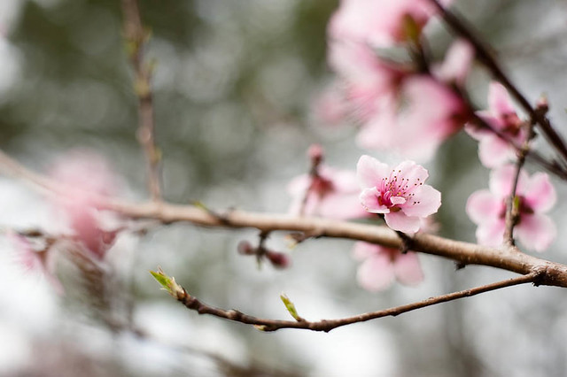 Spring 2012 Peach Blossom