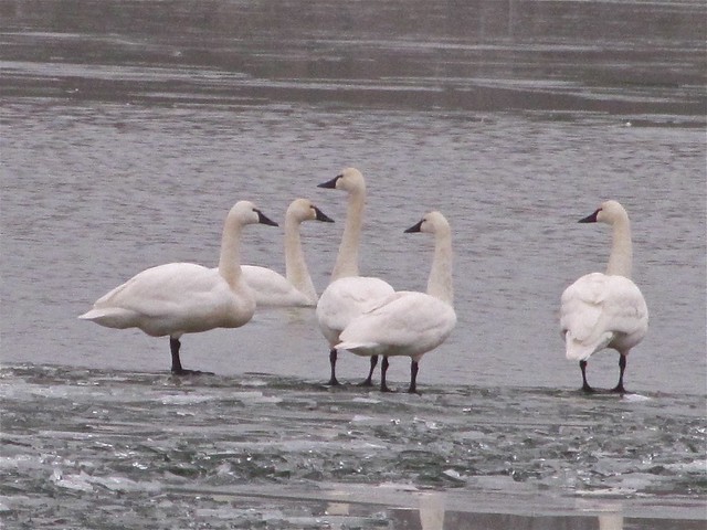 Tundra Swan at Evergreen Lake in McLean County 08