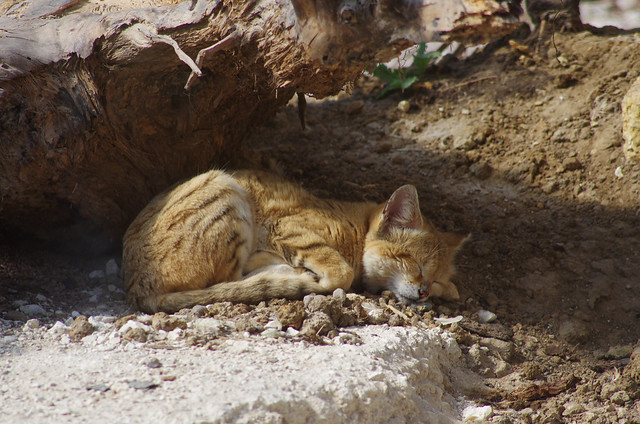 Chat des sables