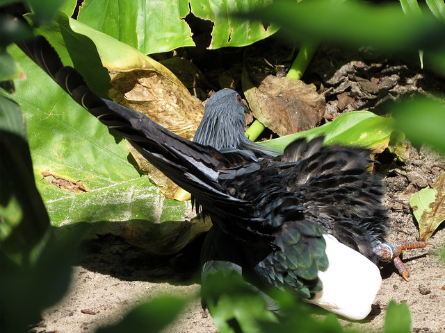 Nicobar Pigeon sunning