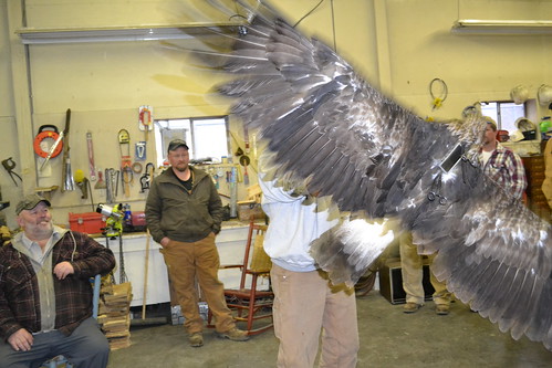 Golden eagles can have up to a six foot wing span!
