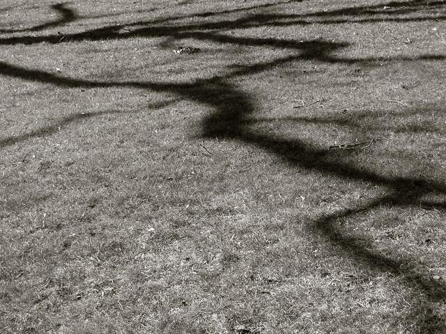 Serpentine Tree Shadow