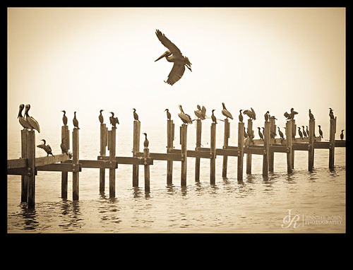 pelican dock at dawn by refractoryroad