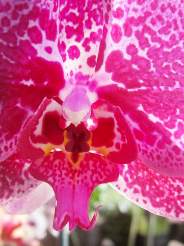 Pink Spotted Orchid