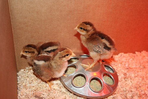 chicks!