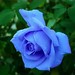 mawar biru 1