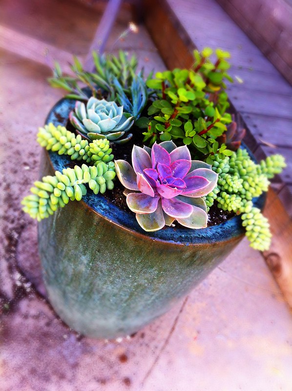 DIY: Mixed Potted Succulent Garden