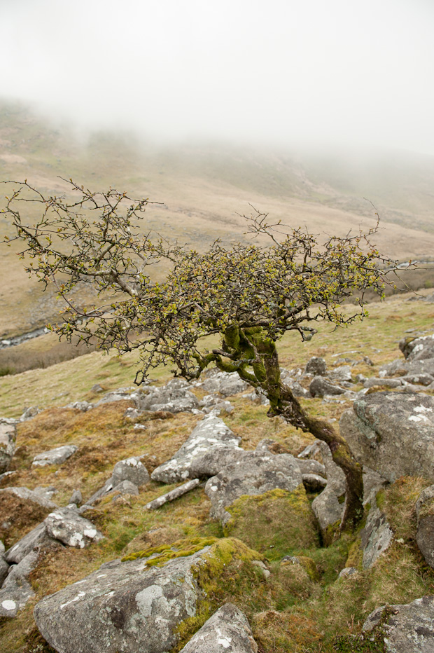 Dartmoor Oak