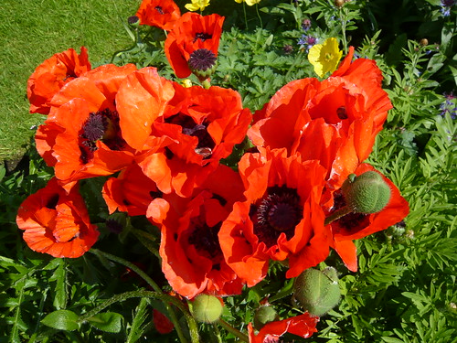 June garden Oriental Poppy