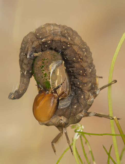 great silver water beetle larva eating wandering snail 4 edited