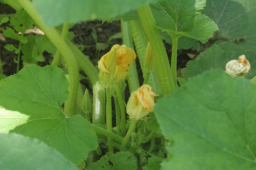 Squash Pollination By Hand: Learn how to increase the yield of your squash plants exponentially! www.TheAdventureBite.com