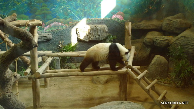 Pandas in Chiang Mai Zoo