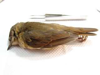 日本樹雀疑似誤吞蟲針致死。（台北鳥會提供）
