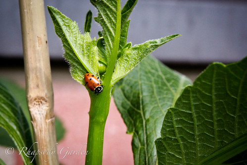 Ladybug on hollyhock stem