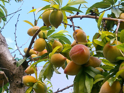 Peaches in north Tenerife