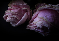 flower 花 2012