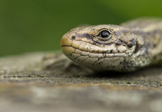 common lizard close up 3