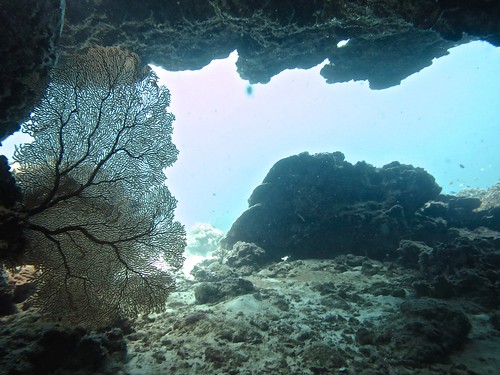 Phuket's underwater world
