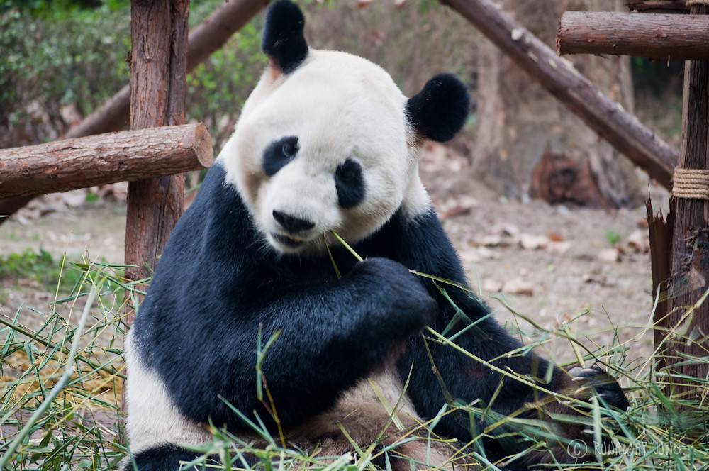 Giant_Panda_eating_Chengdu_Sichuan_China2