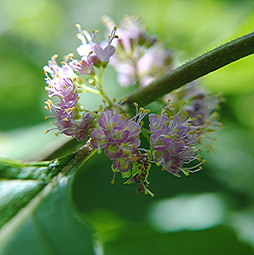 The wondrous light-filled world of Beautyberry flowers! by jungle mama