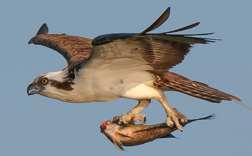 Osprey with Fish by dourob
