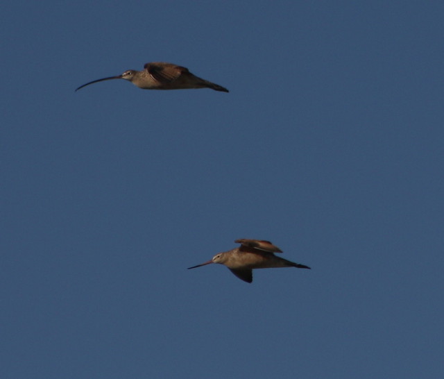 Long-billed Curlew and Marbled Godwit 3-31-2012