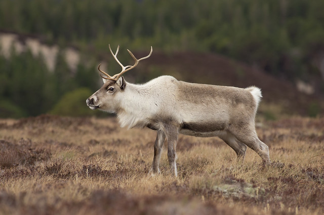 reindeer best