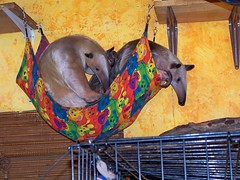 Sharing the little hammock