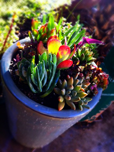 DIY: Potted Mixed Succulent Garden #2 by Sanctuary-Studio