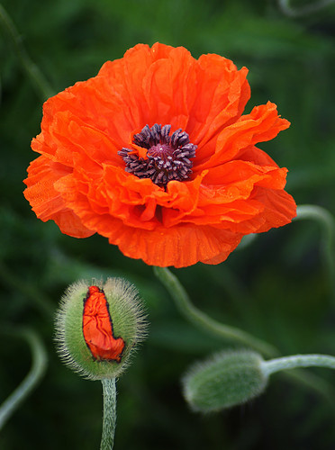 poppies photos poppies flowers growing poppies planting poppies poppies symbolism poppies veterans day poppies care poppies