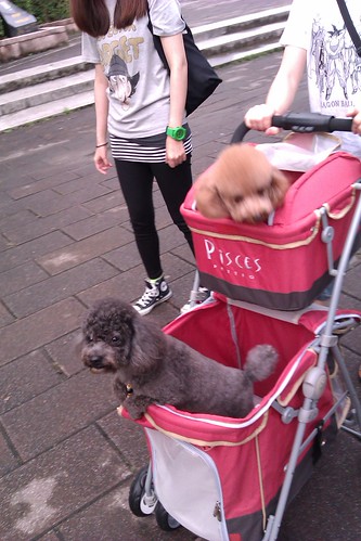 Doggy stroller by mdelagrange