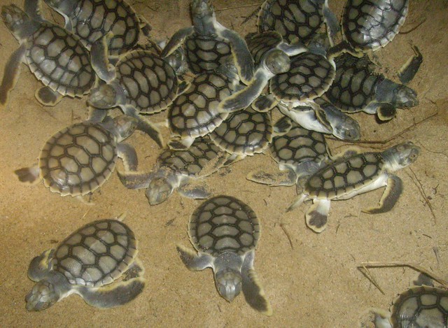 crías de tortugas planas