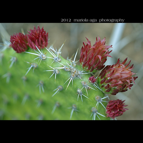 Flourishing cactus