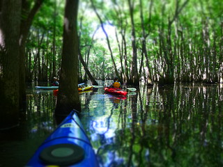 Sparkleberry Swamp Jun 2, 2012 12-006