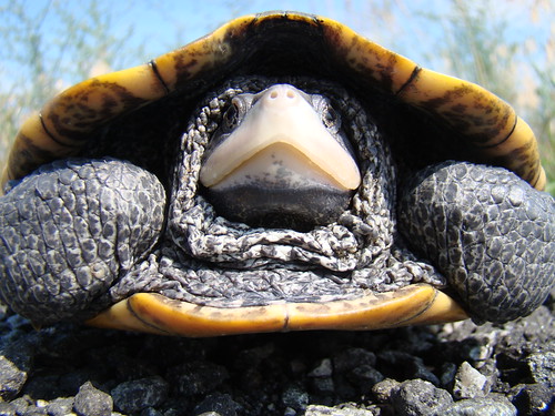 A close-up of an adult Diamondback terrapin. Courtesy of Jenny Mastanuono.