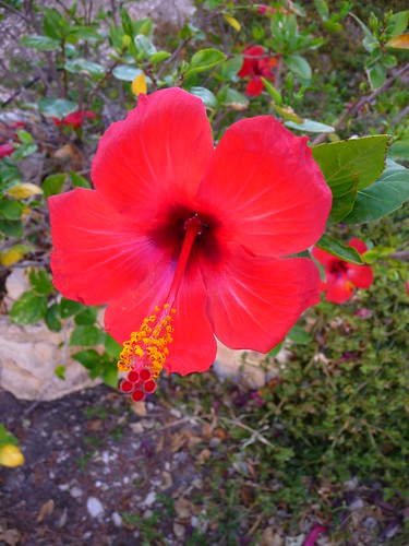 Hibiscus by Ginas Pics