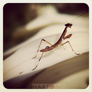 Praying mantis baby very camera shy. Especially when you put an #olloclip in its little face. It was smaller than the nail on my pinky.