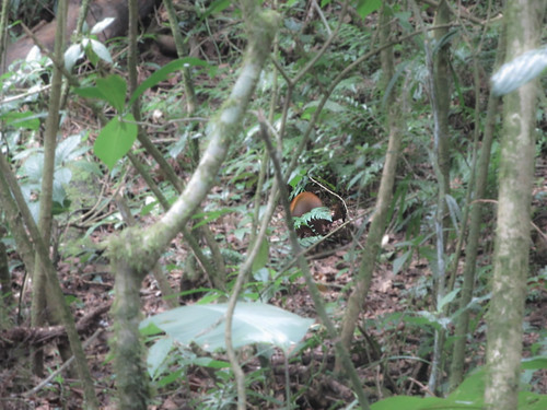 La Réserve de Monteverde: un agouti
