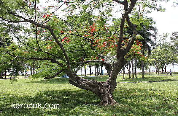 Slouching Tree at East Coast Park