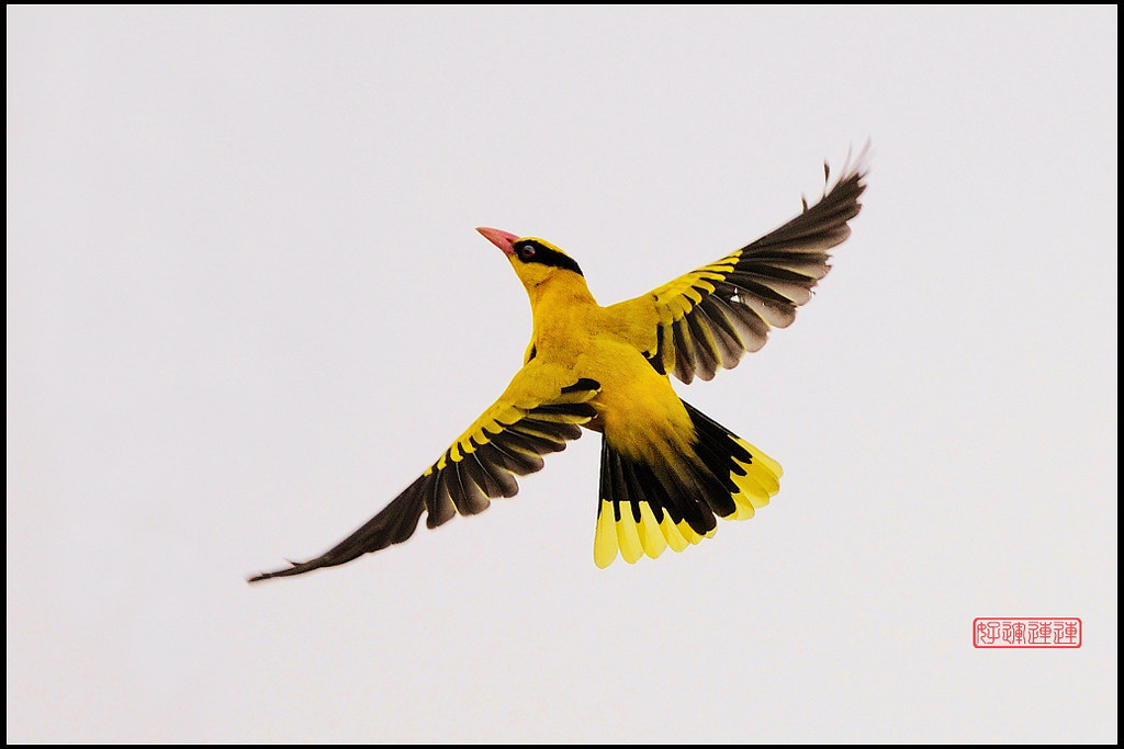 黃鸝鳥