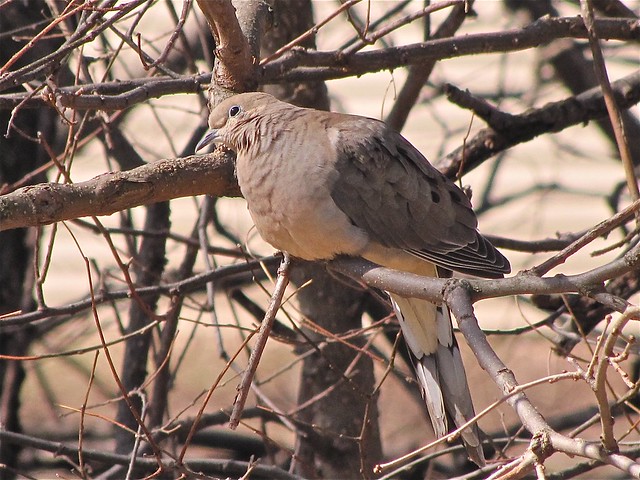 Mourning Dove on Glenn in Normal, IL 02