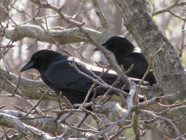 American Crow at Evergreen Lake 01