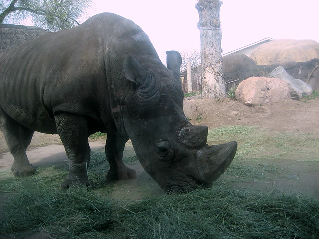 Nice view of the rhino